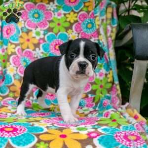 Candy, Boston Terrier Puppy